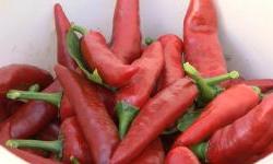 Raste cijena i baranjskom crvenom zlatu – kilogram i preko 160 kuna