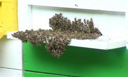 Novim Pravilnikom o držanju pčela onemogućuje se razvoj urbanog pčelarstva