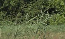 Pelud korova, trava i lipe u zraku, sezona ambrozije tek dolazi