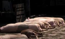 Usmrćene svinje po dvorištima, a domaćini u suzama