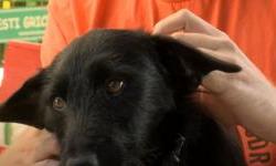 „U posljednjih smo mjesec dana u azil primili više od 35 pasa“