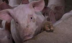 Novo rješenje o određivanju zone zaštite i zone nadziranja u Osječko-baranjskoj i Vukovarsko-srijemskoj županiji zbog izbijanja afričke svinjske kuge