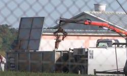 Nastavljena najmasovnija eutanazija svinja. Vlajčić: „Najvažnije je spriječiti daljnje širenje virusa“