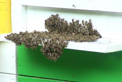 Novim Pravilnikom o držanju pčela onemogućuje se razvoj urbanog pčelarstva