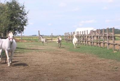 Lipicanci iz Vardarca nezaobilazna turistička atrakcija