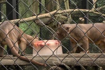 Najnovija atrakcija u osječkom Zoo vrtu bit će – slavonsko selo