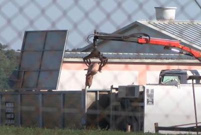 Nastavljena najmasovnija eutanazija svinja. Vlajčić: „Najvažnije je spriječiti daljnje širenje virusa“