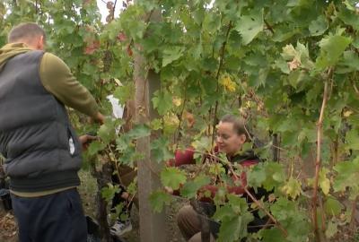 Završava berba grožđa – prinosi i kvaliteta iznad očekivanja