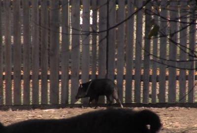 Novi stanovnici u osječkom ZOO-u – iz Slovenije stigla obitelj ogrličastih pekara