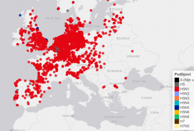 Potvrđen slučaj visokopatogene influence ptica podtipa H5N1 u labuda