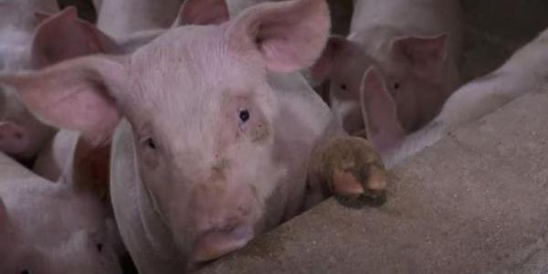 U Nemetinu potvrđen jedan slučaj afričke svinjske kuge