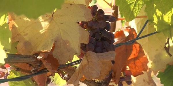 Poljoprivreda i vinogradari na udaru klimatskih promjena