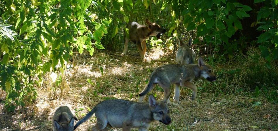 Zoološki vrt Osijek ima novo leglo vukova!