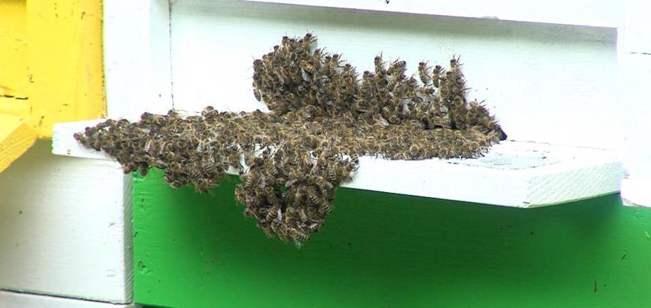 Novim Pravilnikom o držanju pčela onemogućuje se razvoj urbanog pčelarstva