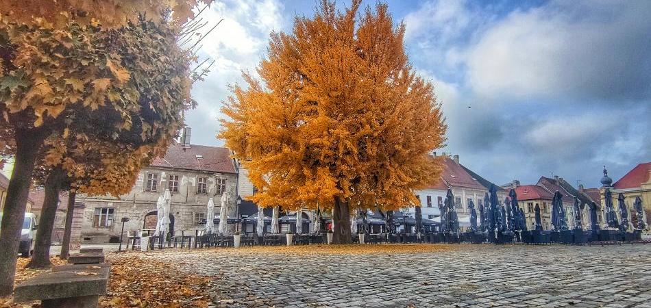 Ginko i ove godine oduševljava prekrasnim bojama