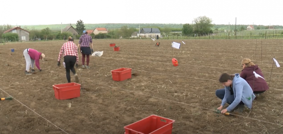 FAZOS ispituje utjecaj klimatskih promjena na nove sorte vinove loze