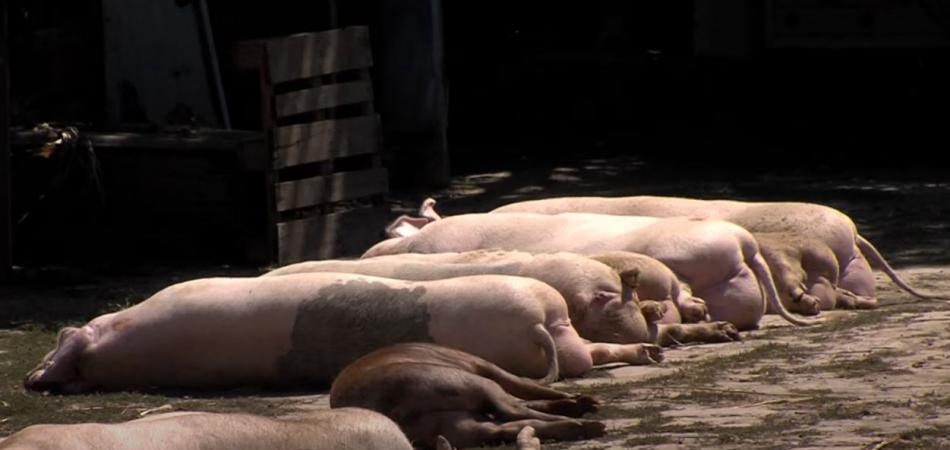Usmrćene svinje po dvorištima, a domaćini u suzama