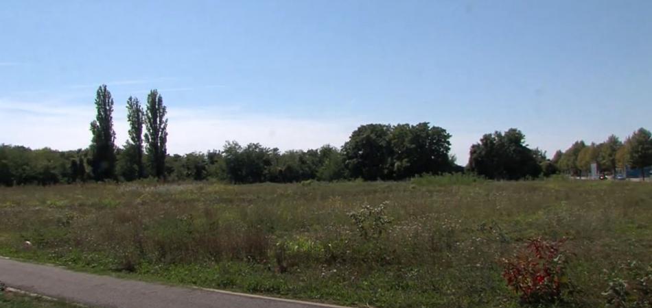 Vrhunac je sezone peludi ambrozije – astmatičari bježe s istoka Hrvatske