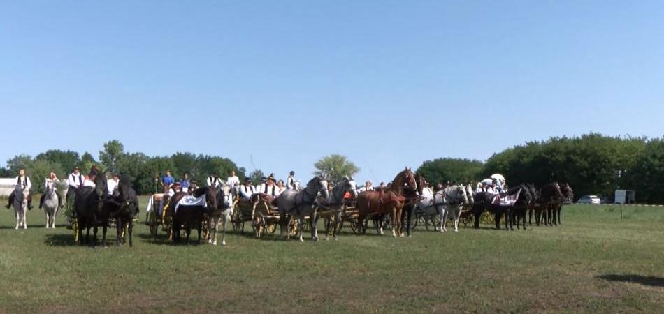 15 godina svatovskih zaprega kroz Baranju