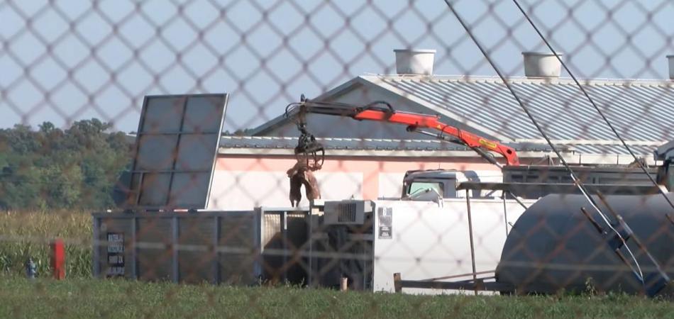 ''Je li afrička svinjska kuga izgovor za uništavanje domaće proizvodnje?''