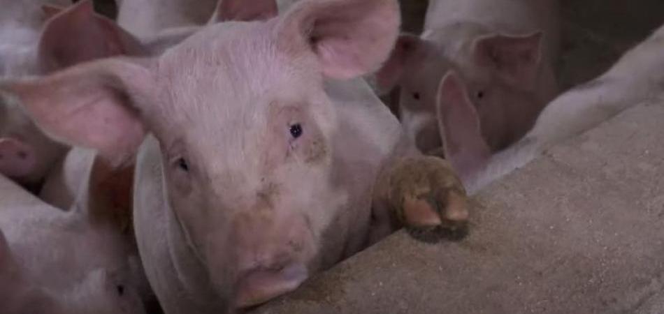 U Nemetinu potvrđen jedan slučaj afričke svinjske kuge