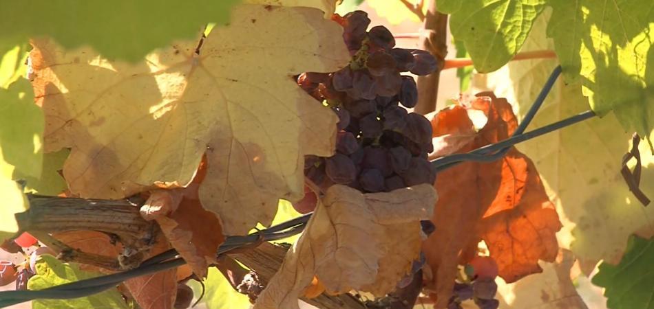 Poljoprivreda i vinogradari na udaru klimatskih promjena