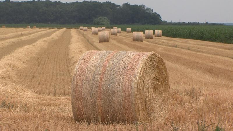 U ovogodišnjoj žetvi očekuje se oko milijun tona pšenice