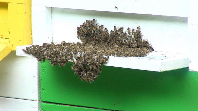 Novim Pravilnikom o držanju pčela onemogućuje se razvoj urbanog pčelarstva