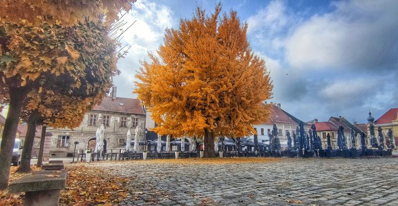 Ginko i ove godine oduševljava prekrasnim bojama