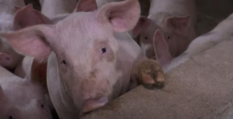 Novo rješenje o određivanju zone zaštite i zone nadziranja u Osječko-baranjskoj i Vukovarsko-srijemskoj županiji zbog izbijanja afričke svinjske kuge