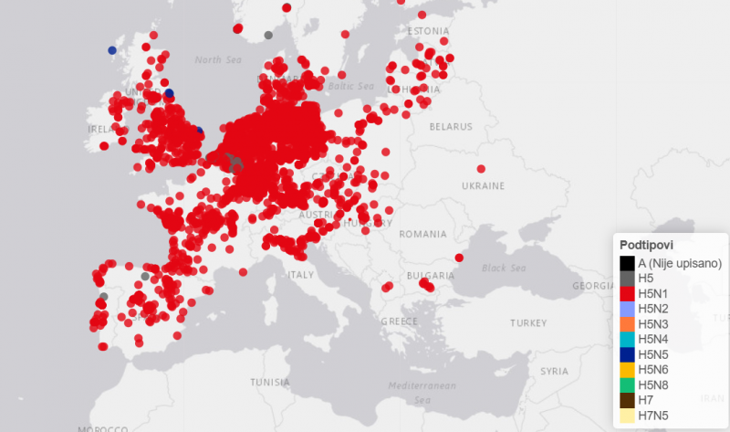 Potvrđen slučaj visokopatogene influence ptica podtipa H5N1 u labuda
