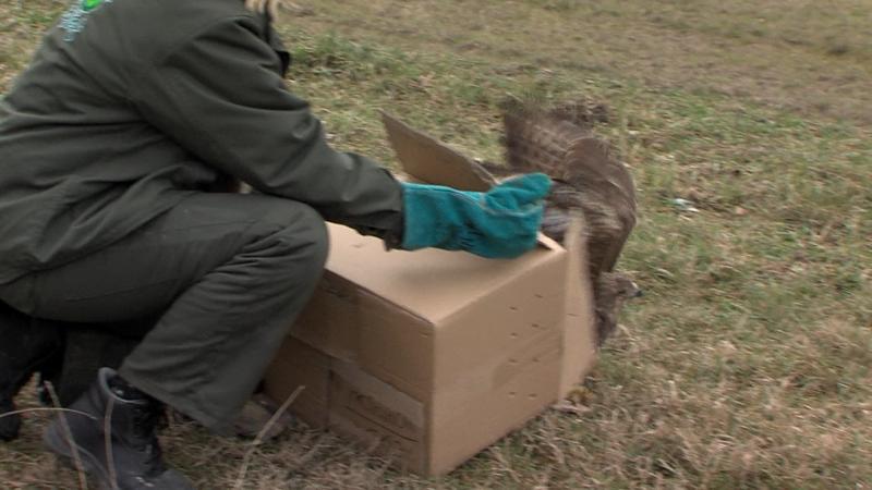 Nakon oporavka u osječkom Zoo vrtu ženka škanjca vraćena u Kopački rit